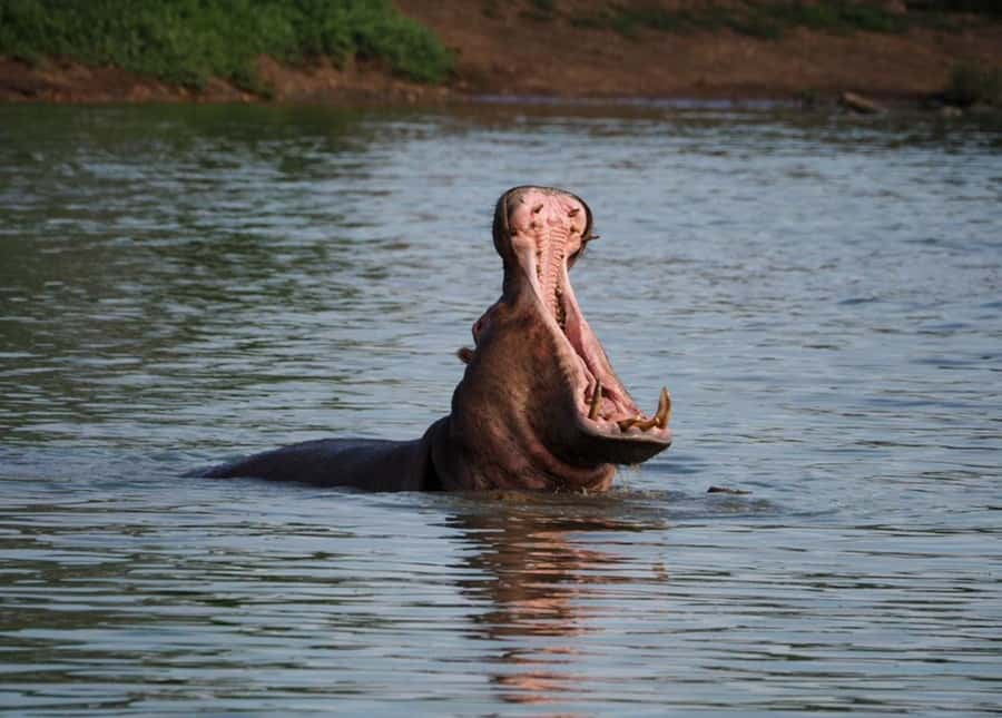 Hoedspruit: Sunrise Safari in Greater Kruger Private Reserve - Leaving Hoedspruit before the heat