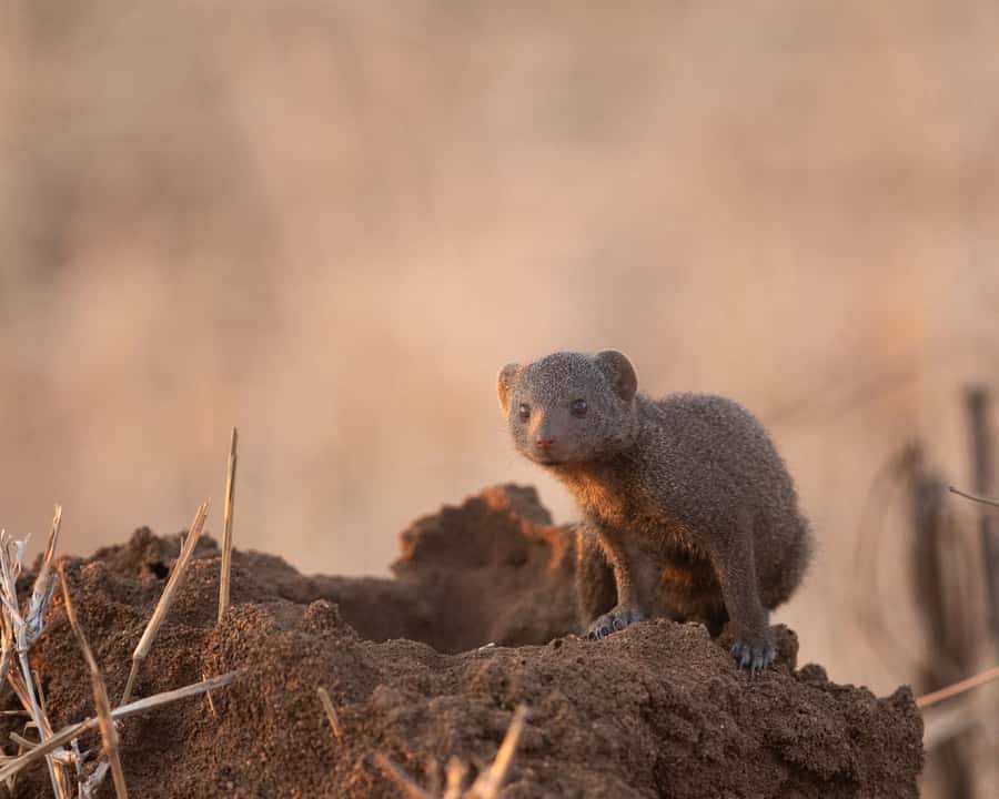 Hoedspruit: Sunrise Safari in Greater Kruger Private Reserve - The bush coffee stop at sunrise