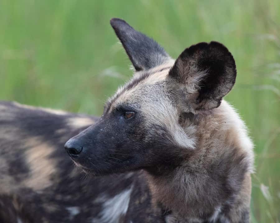 Hoedspruit: Sunrise Safari in Greater Kruger Private Reserve - What the $71 price includes