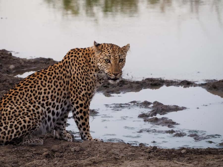 Hoedspruit: Sunrise Safari in Greater Kruger Private Reserve - Who will enjoy this morning most