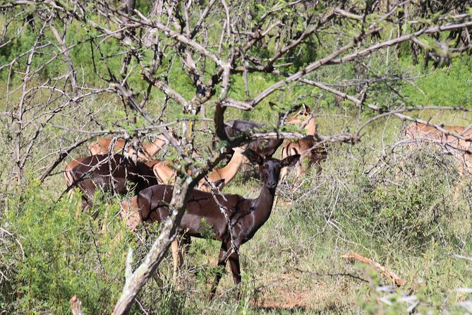 Horseback Safari Adventure in Hartbeespoort from Johannesburg - Why the horses and guide matter