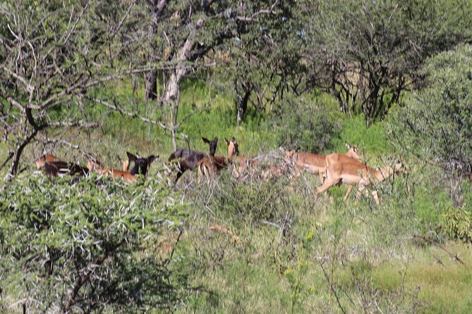 Horseback Safari Adventure in Hartbeespoort from Johannesburg - Photography without the phone in your hand