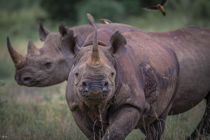 iSimangaliso Wetland Park, Full Day Tour - Setting out from St Lucia at 8:00 a.m.