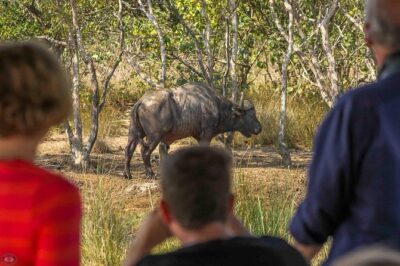 iSimangaliso Wetland Park, Full Day Tour