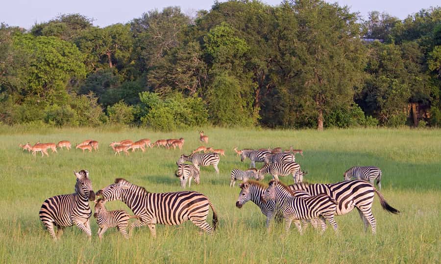 Johannesburg: 3-Day Panorama Tour with Kruger Park Safari - Key points to know before booking
