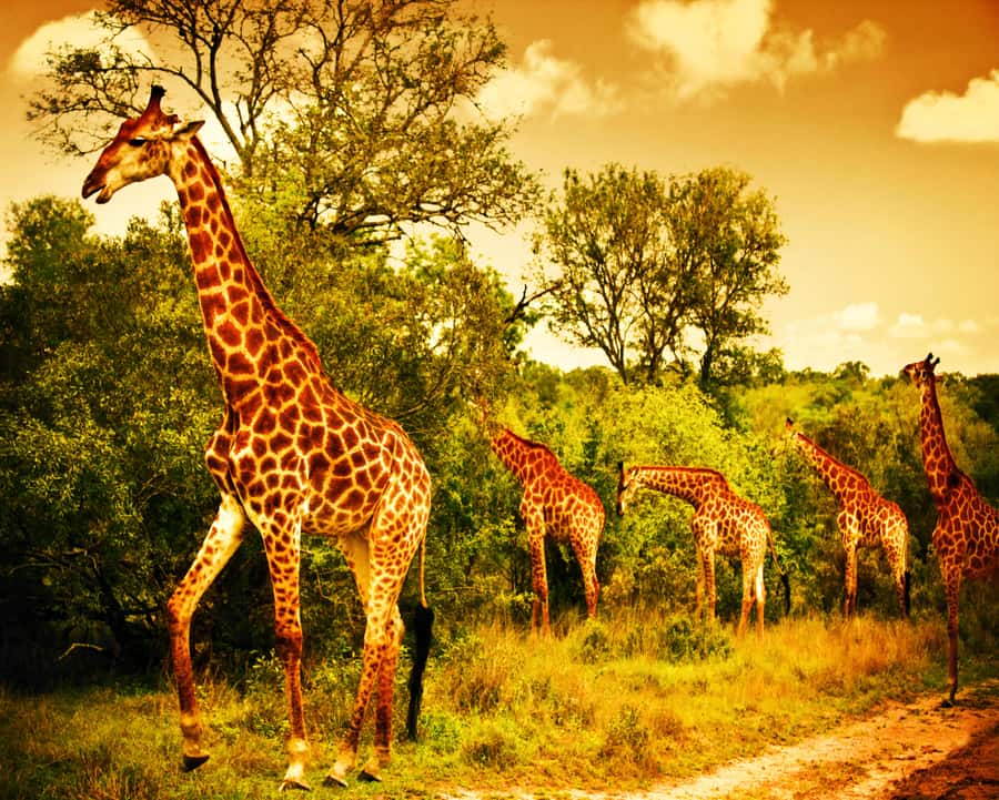 Johannesburg: 3-Day Panorama Tour with Kruger Park Safari - The guides can shape the whole trip