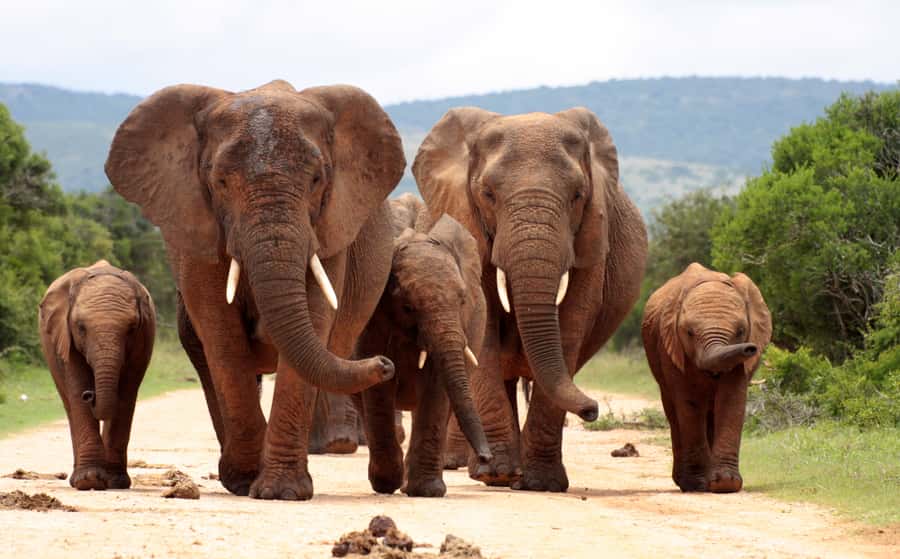 Johannesburg: 3-Day Panorama Tour with Kruger Park Safari - Day three: A simple return to Johannesburg