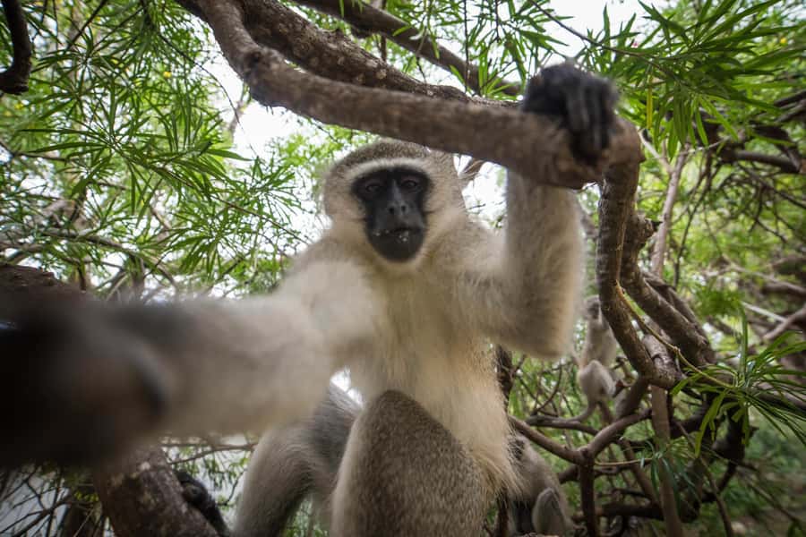Johannesburg: 4-Day Classic Kruger National Park Safari - Tremisana Game Lodge: comfortable, simple, and well placed