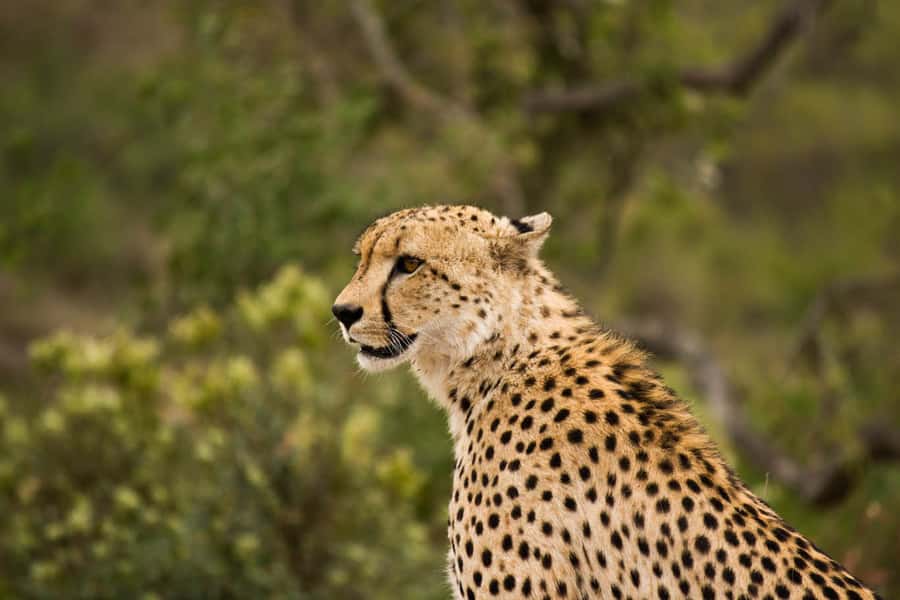 Johannesburg: Affordable 3 Day Kruger Park Safari - What $846 buys you on this short safari