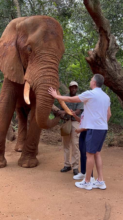 Johannesburg: Elephant and Monkey Sanctuary Half Day Tour - Why this Johannesburg half-day tour works