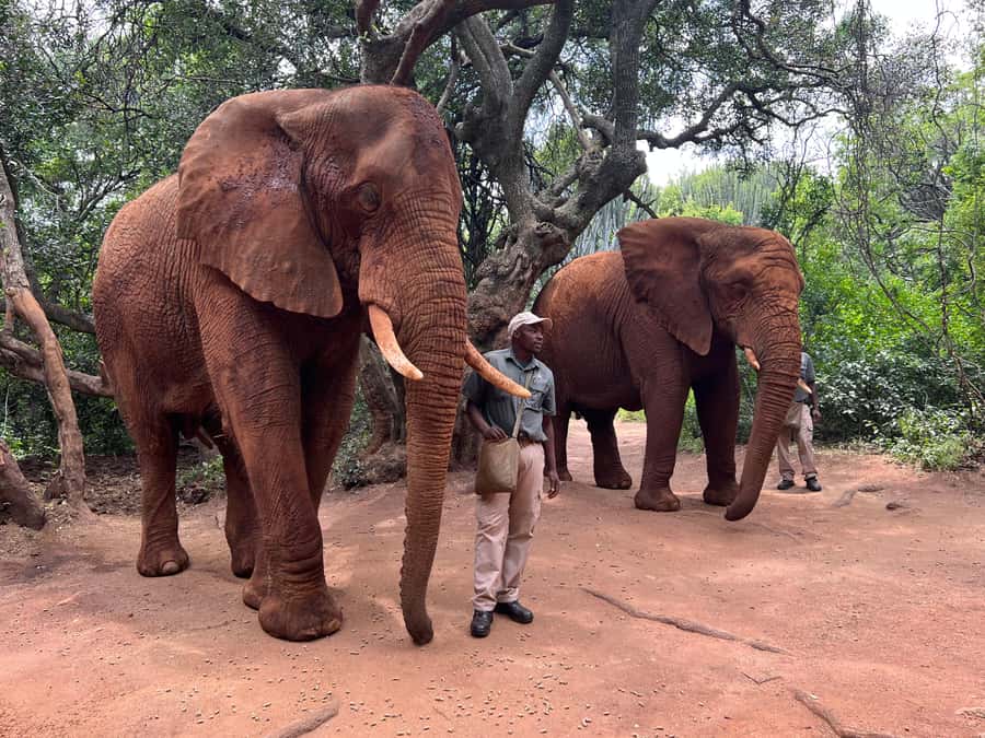 Johannesburg: Elephant and Monkey Sanctuary Half Day Tour - Arriving at Hartbeespoort at 10:00 a.m.