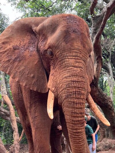 Elephant and Monkey Sanctuary Half Day Tour