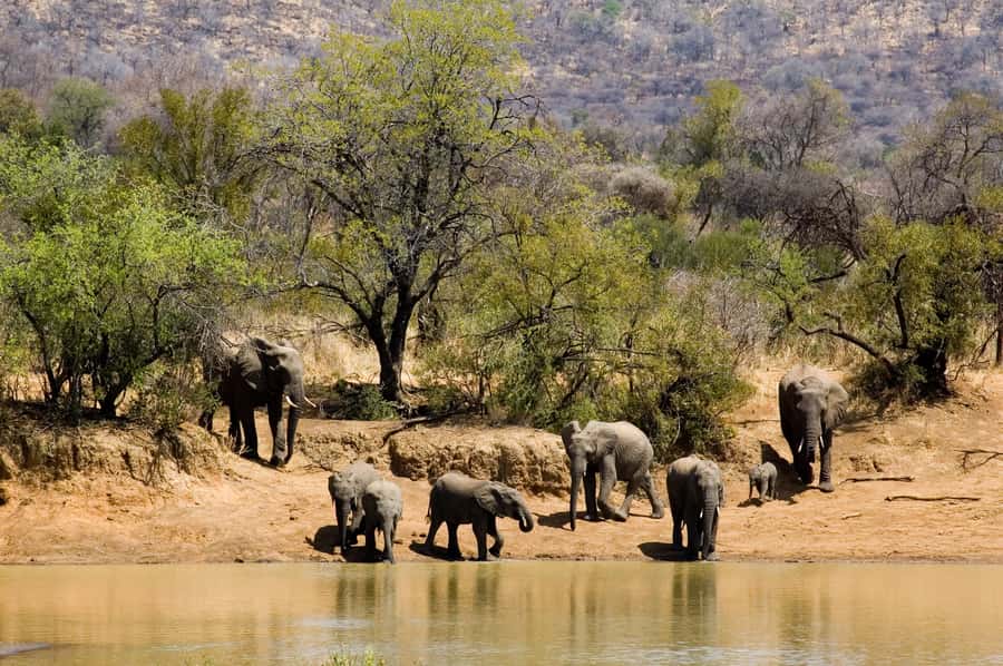 Johannesburg: Full Day Sun City & Pilanesberg Nature Reserve - Why this Johannesburg day trip works
