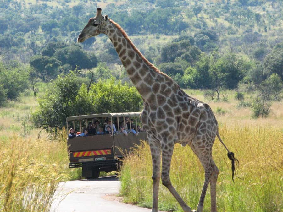 Johannesburg: Full Day Sun City & Pilanesberg Nature Reserve - Pilanesberg: safari inside an ancient crater