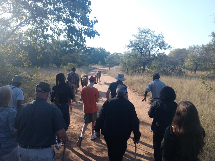 Johannesburg: Guided Walk with Lions in the African Bush - At a glance