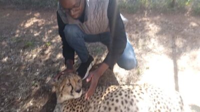 Guided Walk with Lions in the African Bush