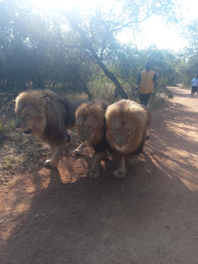 Johannesburg: Guided Walk with Lions in the African Bush - Tea and coffee help, but lunch is not included