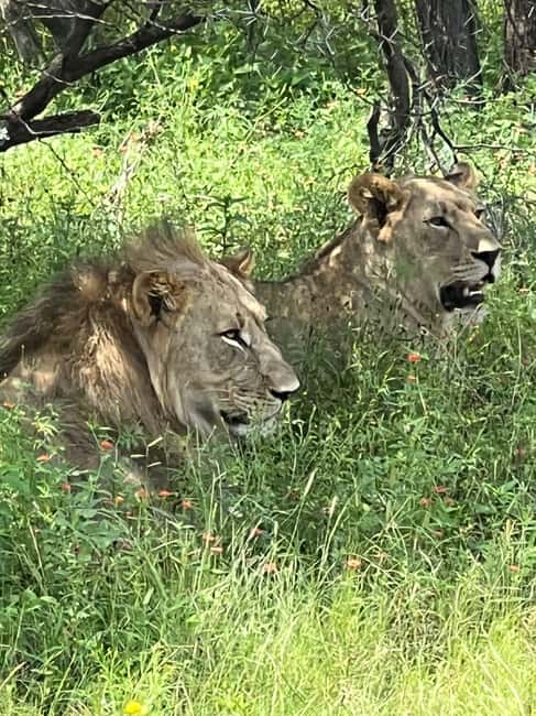 Johannesburg: Half-Day Big 5 Safari Tour - From Johannesburg hotels to Dinokeng Game Reserve