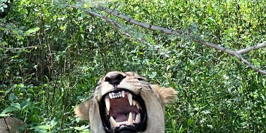 Johannesburg: Half-Day Big 5 Safari Tour - Three hours among Dinokeng’s bushveld wildlife