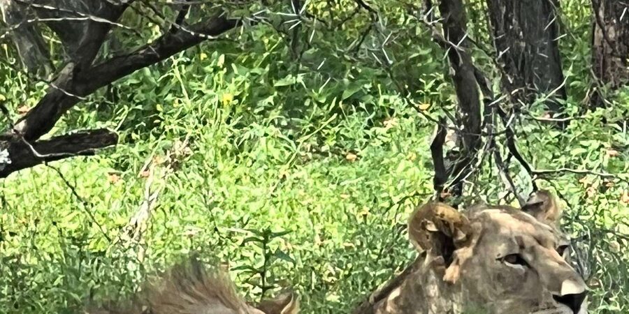 Johannesburg: Half-Day Big 5 Safari Tour - What the Big 5 promise really means