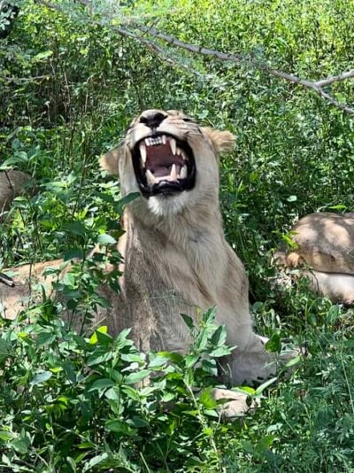 Half-Day Big 5 Safari Tour