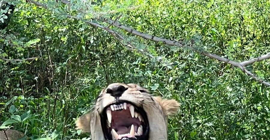 Johannesburg: Half-Day Big 5 Safari Tour - The feel of an open vehicle