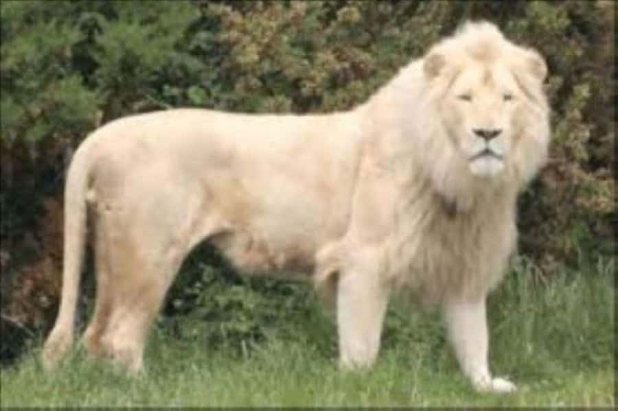Johannesburg: Lion and Safari Park tour. Pick up Privately - Zebra, Giraffe, and the Freely Roaming Herbivores