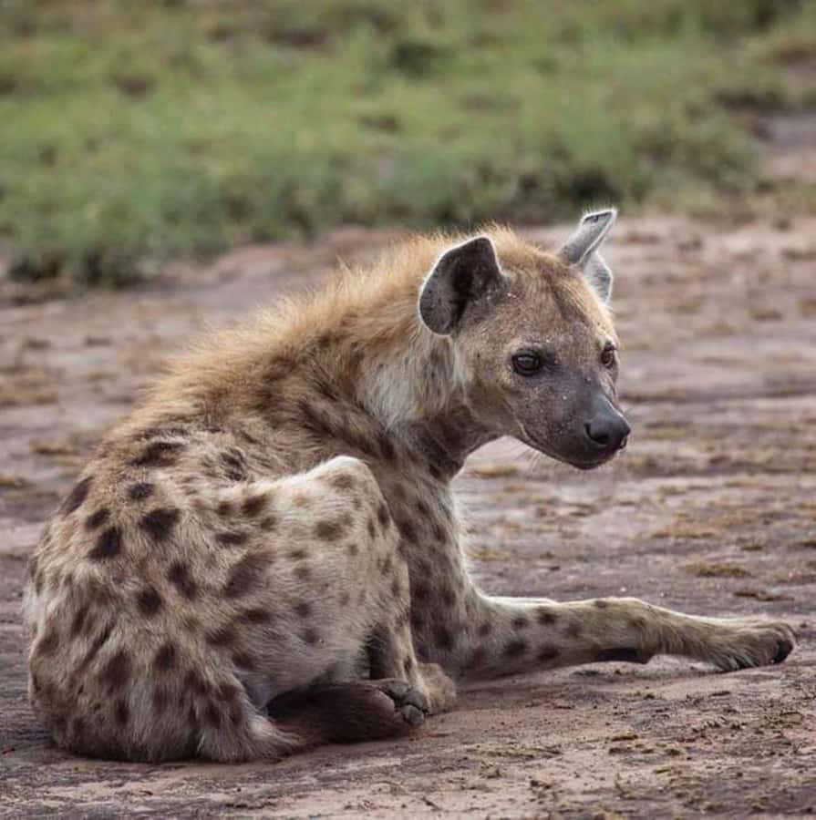 Johannesburg: Lion and Safari Park tour. Pick up Privately - Lunch at the Wetlands Restaurant