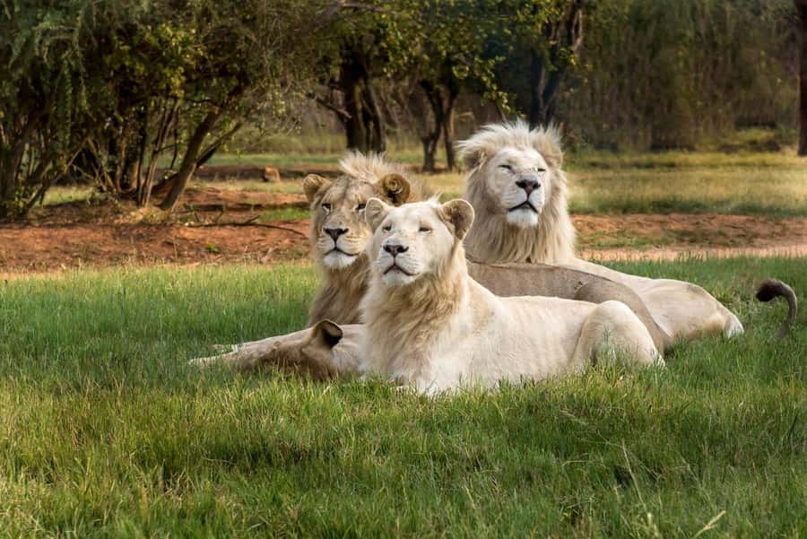 Johannesburg: Lion and Safari Park tour. Pick up Privately - Thirty Minutes in the Five Dome Shopping Centre