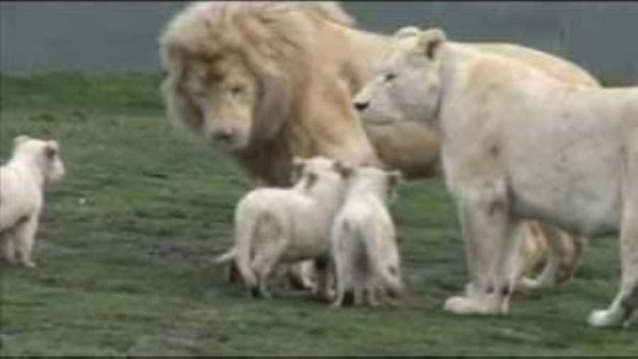 Johannesburg: Lion and Safari Park tour. Pick up Privately - Timing, Booking, and Simple Preparation Tips