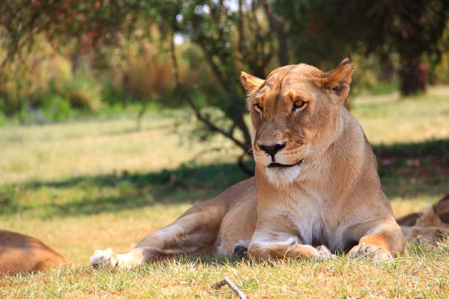 Johannesburg: Lion Park Safari and Cultural Village Tour - Why this Johannesburg day trip works