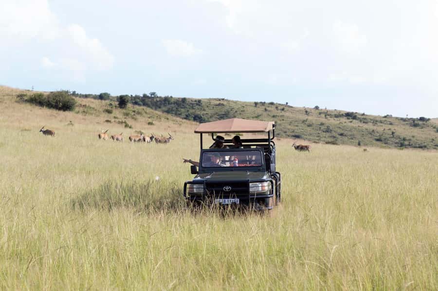 Johannesburg: Rhino and Lion Nature Reserve Safari - Key things to know before booking