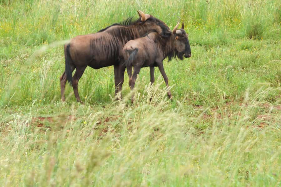 Johannesburg: Rhino and Lion Nature Reserve Safari - From Johannesburg to Bothongo Rhino & Lion Nature Reserve
