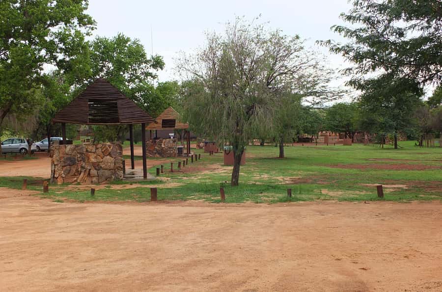 Johannesburg: Rhino and Lion Nature Reserve Safari - Why the animal mix matters
