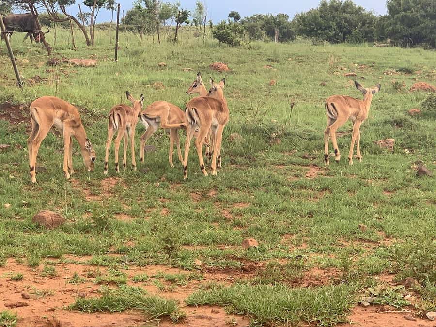 Johannesburg: Rhino and Lion Nature Reserve Safari - Communication and pickup advice