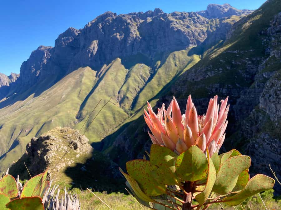 Jonkershoek Nature Reserve: Guided Panorama Trail Hike - Why this Jonkershoek hike is worth your legs