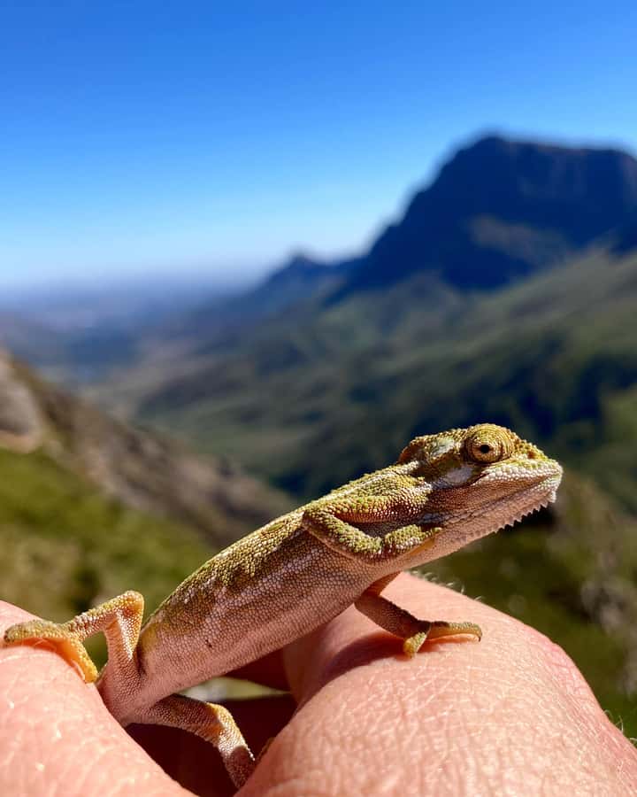 Jonkershoek Nature Reserve: Guided Panorama Trail Hike - Who should book this hike