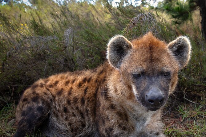 Jukani Wildlife Sanctuary Admission with Guided Tour - Arriving at Jukani in The Crags