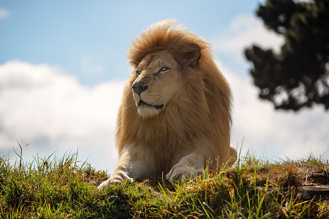 Jukani Wildlife Sanctuary Admission with Guided Tour - A 90-minute walk among rescued predators