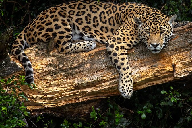 Jukani Wildlife Sanctuary Admission with Guided Tour - Photography, fences, and viewing decks