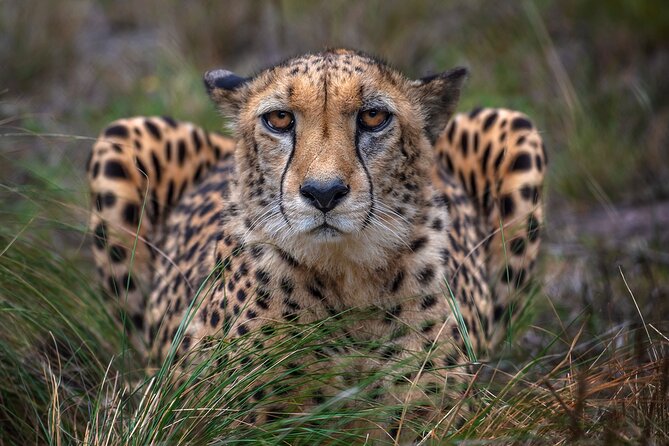 Jukani Wildlife Sanctuary Admission with Guided Tour - How the $24.73 price works for you