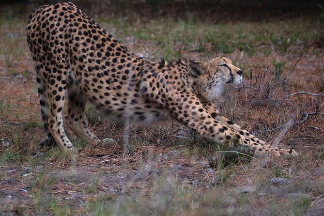 Jukani Wildlife Sanctuary Admission with Guided Tour - Is it suitable for children?