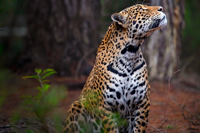 Jukani Wildlife Sanctuary Admission with Guided Tour - Practical details before you book
