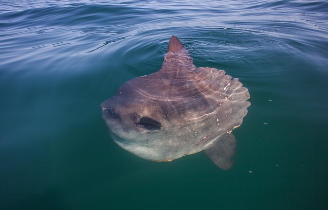 Kayak Chapman's Peak and Karbonkelberg in Hout Bay - Why this Hout Bay kayak trip is worth your time