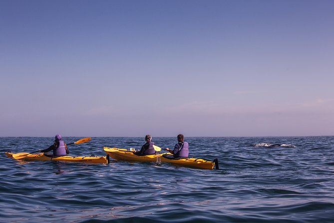Kayak Chapman's Peak and Karbonkelberg in Hout Bay - Guides who make beginners feel at ease