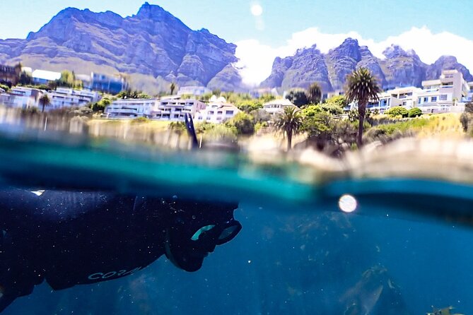Kelp Forest Snorkeling in Cape Town - Why Cape Town’s Kelp Forest Is Worth Your Time