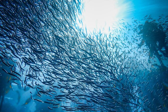 Kelp Forest Snorkeling in Cape Town - Starting in Muizenberg With a Full Briefing