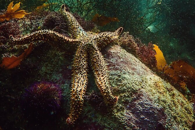 Kelp Forest Snorkeling in Cape Town - Looking for Octopus, Shy Sharks, and Sea Stars