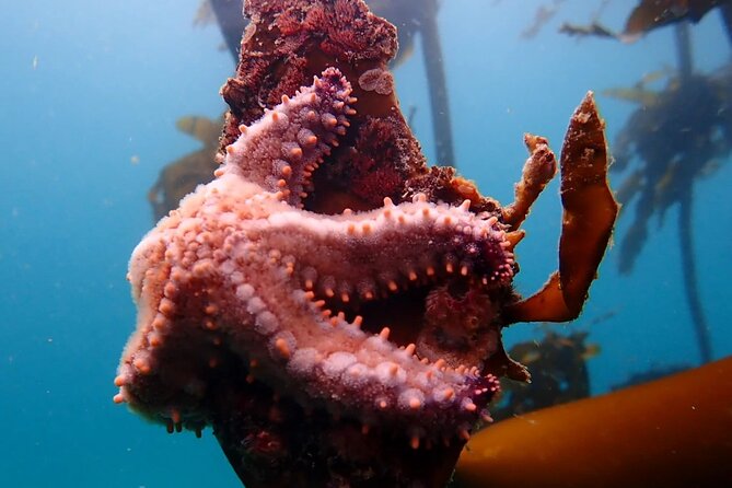 Kelp Forest Snorkeling in Cape Town - Small Groups and Personal Help