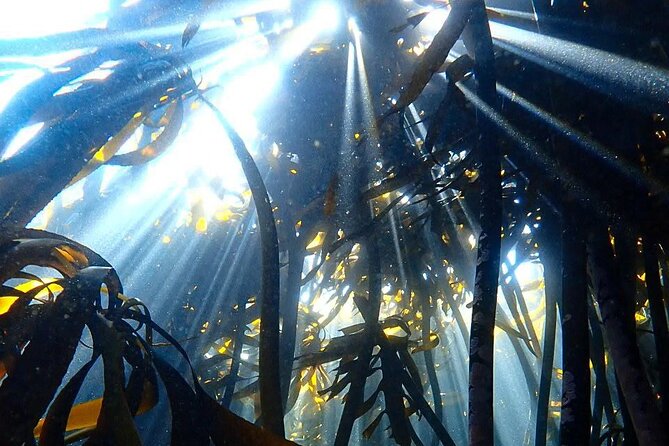 Kelp Forest Snorkeling in Cape Town - Is the Displayed Price Really $0?